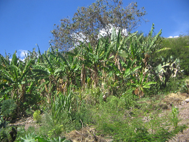 Bananenstauden am Hang