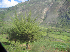 Zwetschgenbaum und Felder im Pampastal