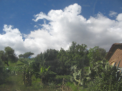 Tejahuasi vor Chincheros, Kaktus und
                        Bananenstauden mit Wolkenbild