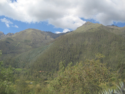 Wald und Sicht auf die Waldgrenze