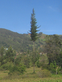 Baumgestalt, Nahaufnahme