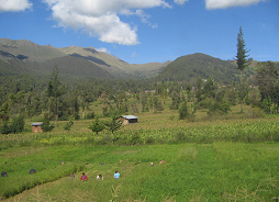 Feldarbeit und Baumgestalt zwischen Chincheros und
            Uripa