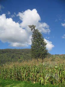 Maisfeld und Baumgestalt mit Himmel