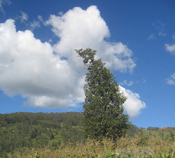 Baumgestalt mit Himmel, Nahaufnahme