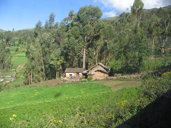 Hof, Felder und Baumgestalt