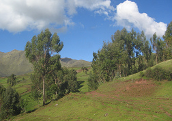 Baumgestalt und W�ldchen