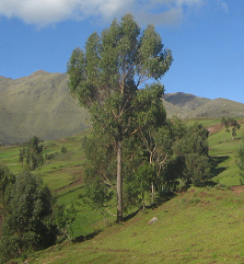 Baumgestalt, Nahaufnahme