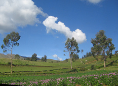 Baumgestalten mit Wolkenbild