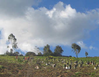 Kartoffelfeld und Erntearbeit,
                                  Nahaufnahme