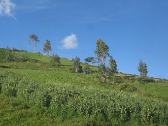 Kartoffelfeld und Baumgestalten