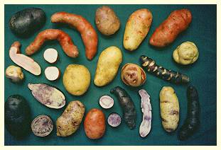Kartoffeln in
                                      allen Formen in Gelb, Rot, oder
                                      auch Blau oder Schwarz [4]