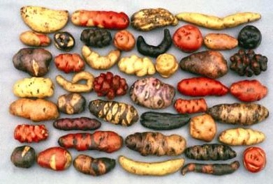 Kartoffeln in
                                      allen Formen in Gelb, Rot, oder
                                      auch Blau [5]