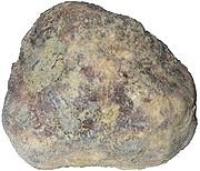 Der Tr�ffelpilz
                                          [29] stand Pate bei der
                                          Namengebung f�r die Kartoffel,
                                          zuerst zu Deutsch
                                          "Tartuffel", dann
                                          durch einen Schreibfehler
                                          "Kartuffel"