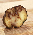 Kartoffel mit Knollenfule
                                        [54]