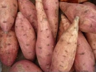 Col�n tra�ba el
                                          camote