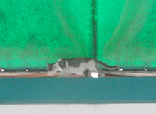 Katze im Terminal (01),
                                  Nahaufnahme