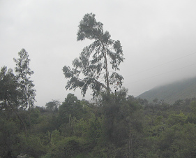 Figura de �rbol con neblina al
                                  fondo (01)