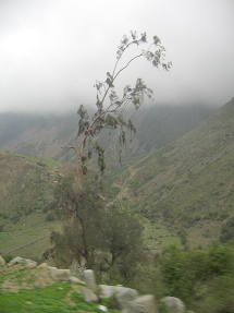 Figura de �rbol con neblina al fondo (02)