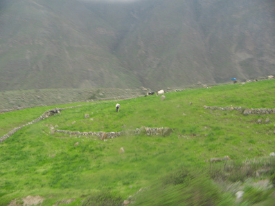 Vacas en pastos con muros de campos