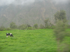 Pasto de vaca, figuras de �rboles y
                        despe�aderos