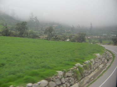 Figuras de �rboles y una cortina de niebla