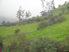Figuras de �rboles y la cortina de niebla
                        por arriba