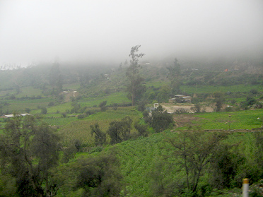 Felder mit Baumgestalten mit
                        Nebelhintergrund