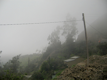 Figuras de �rboles por la mitad en la
                        neblina
