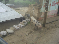 Ein freies Schwein im Dorf whren der
                        Dorfdurchfahrt