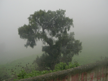 Figura de �rbol por la mitad en la neblina