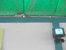 Katze im Terminal (01)