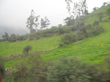 Baumgestalten vor der Nebelwand