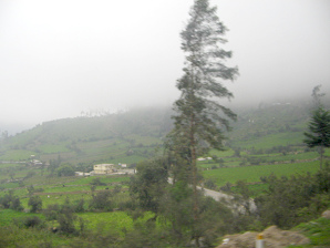 Baumgestalt mit Nebelhintergrund (03)