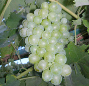Uvas moscatel [4], una "uva
                                  de pisco" aromtica