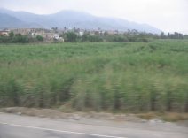 Panamericana Norte, llanura de
                        Barranca-Paramonga, campo con cerros del
                        desierto (02)