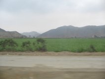 Panamericana, Ebene von Barranca-Paramonga, Feld mit
            W�stenbergen (04)