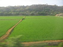 Panamericana Norte en el norte del Per
                        entre Mncora y Tumbes, arrozales (01)
