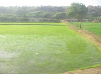 Panamericana in Nord-Peru zwischen M�ncora und Tumbes,
            Reisfelder (02)