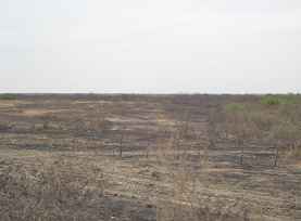 Panamericana, estepa entre Zarumilla y
                          Tumbes