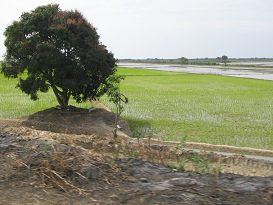Reisfeld mit Baum bei Tumbes (01)