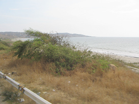 Baha de playa entre Tumbes y Zorritos
                          (01)