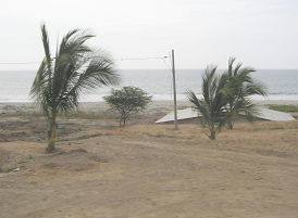 Playa con palmeras entre Tumbes y
                          Zorritos