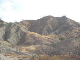 Panamericana Norte entre Zorritos y Mncora,
                      cerros del desierto con rboles (02)