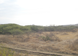 Panamericana Norte zwischen Zorritos und
                      Mancora, Steppe (03)