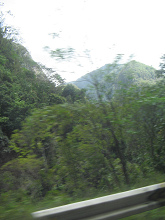 Monta�as selv�ticas al fondo