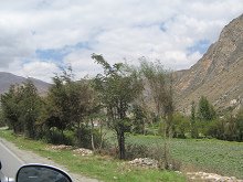 Landwirtschaftliche Ebene
                                  zwischen Antalcoma und Tarma (02)