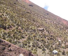 Pendiente de estepa, primer
                                  plano