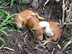 Amazonas-Flussdorf 02, die jungen
                          Schweine scheinen glcklich dahinzudsen