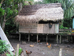 Amazonas-Flussdorf 02, und H�hner laufen
                          frei im Dorf herum