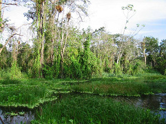 Amazonas-Flusslauf, Seitenarm 02